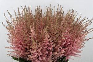 ASTILBE ERIKA 60
